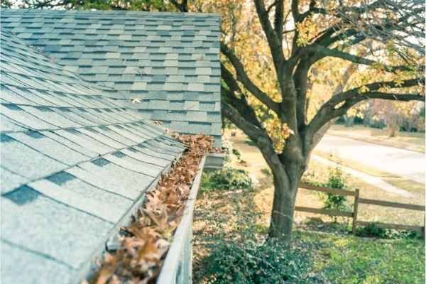 Clogged Gutters and the Pests They Attract - South Shore Window Cleaning
